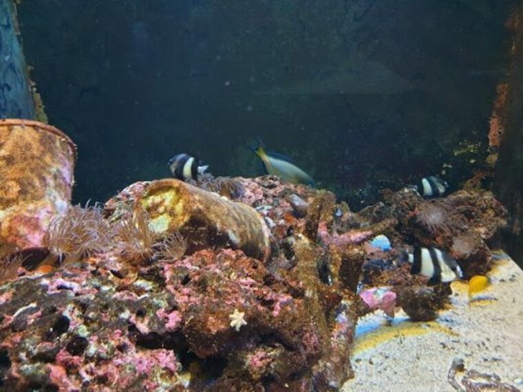 Aqua Vega Aquarium-1